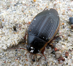 Dytiscus dimidiatus