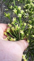 Passerina paludosa