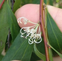 Hakea salicifolia