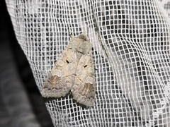 Ammoconia caecimacula