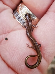 Eurycea multiplicata