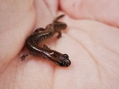 Eurycea multiplicata