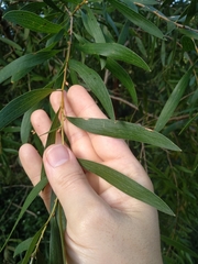 Hakea dactyloides