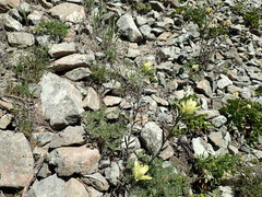 Castilleja elmeri