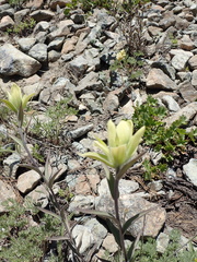 Castilleja elmeri