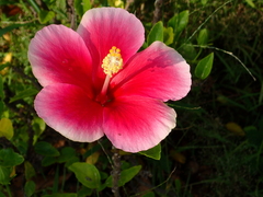 Hibiscus