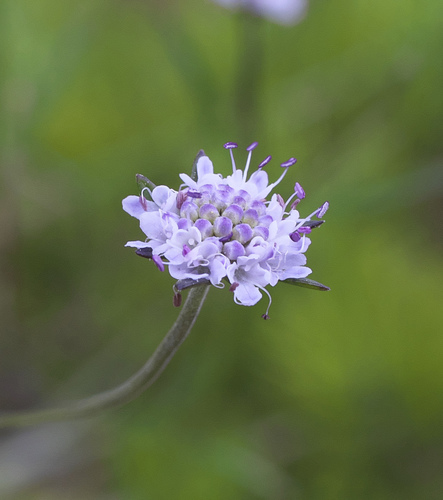 Scabiosa japonica iNat (3)