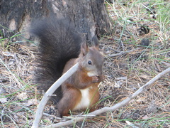 Sciurus vulgaris