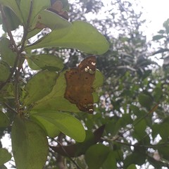 Coladenia indrani