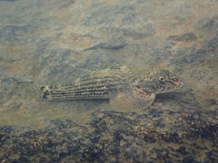 Loach Goby photo 1