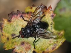 Calliphora subalpina