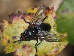 Calliphora subalpina