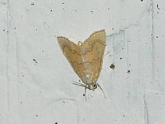 Glaphyriinae