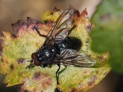 Calliphora subalpina