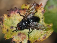 Calliphora subalpina