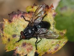 Calliphora subalpina