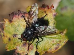 Calliphora subalpina