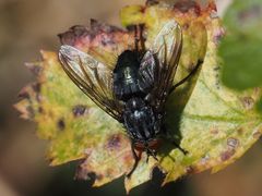 Calliphora subalpina