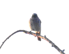 Phoenicurus ochruros gibraltariensis