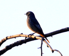 Phoenicurus ochruros gibraltariensis