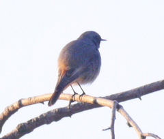 Phoenicurus ochruros gibraltariensis