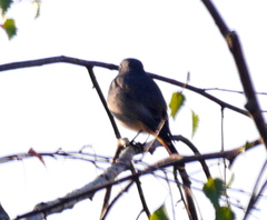 Phoenicurus ochruros gibraltariensis