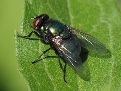 Neomyia viridescens