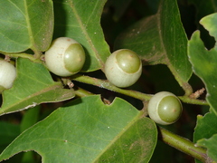 Olax scandens