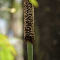 Xanthorrhoea malacophylla