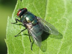 Neomyia viridescens