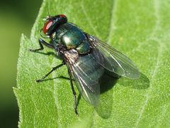 Neomyia viridescens