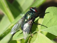 Neomyia viridescens