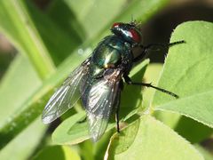 Neomyia viridescens