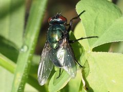 Neomyia viridescens
