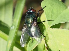 Neomyia viridescens