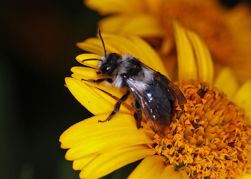 Ashy Mining Bee