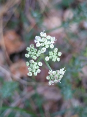 Seseli montanum
