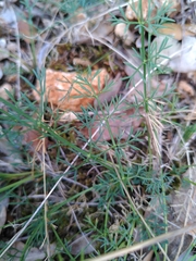 Seseli montanum