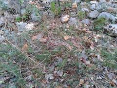 Seseli montanum