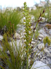 Holothrix brevipetala