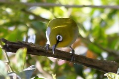 Zosterops palpebrosus