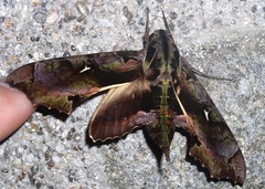Hemeroplanes ornatus