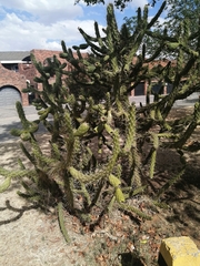 Austrocylindropuntia subulata