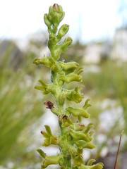 Holothrix brevipetala