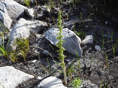 Holothrix brevipetala