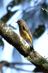 Phoenicurus frontalis