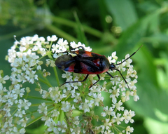 Deraeocoris trifasciatus