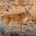 Caracal - Photo (c) kinou66, some rights reserved (CC BY-NC)