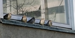 Passer domesticus