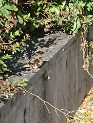 Passer domesticus